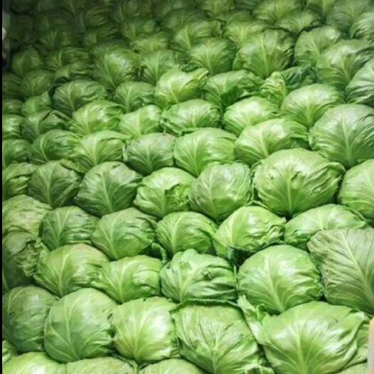 通许县通许县甘蓝大量上市中！产地直供！货源充足！