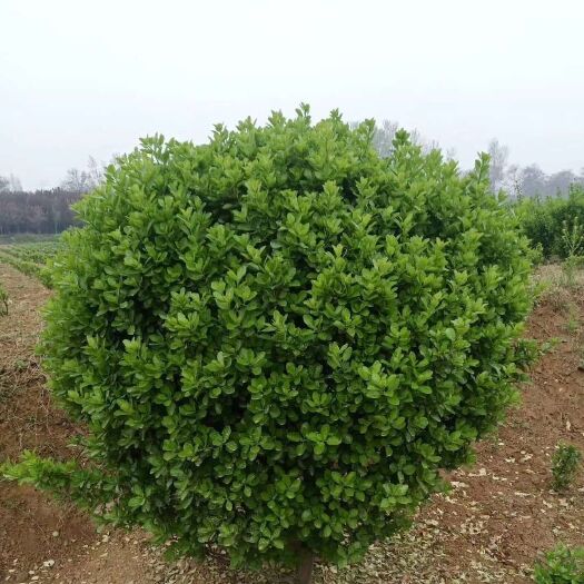 洛阳 自家种植黄杨球黄杨柱