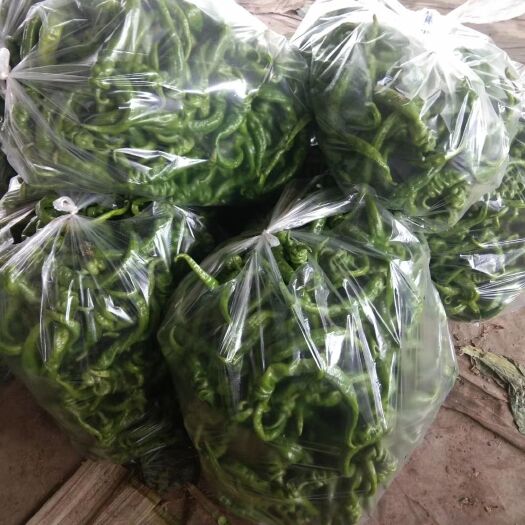 三原县辣椒 精品青椒大量上市