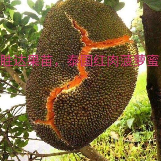 灵山县红肉菠萝蜜苗 泰国红肉菠萝蜜。