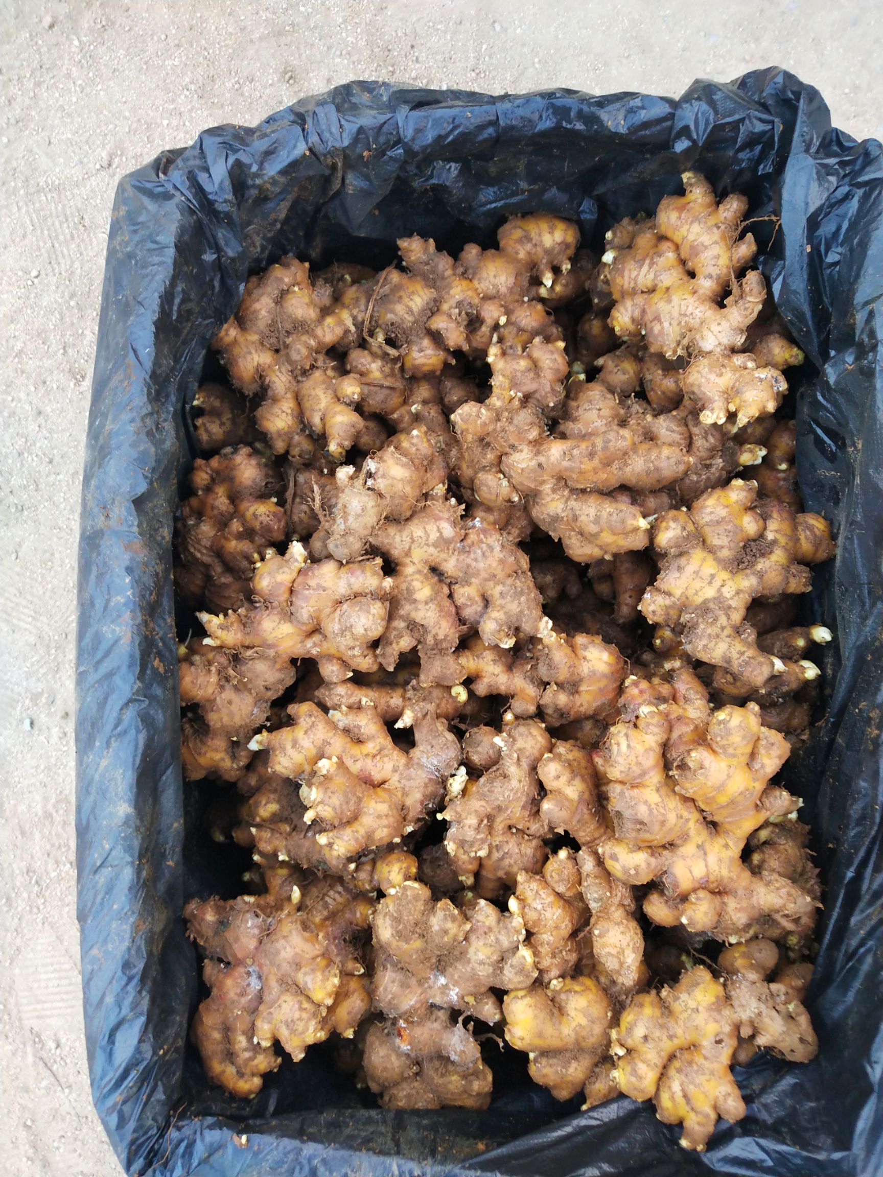 贵州小黄姜，云南小黄姜
