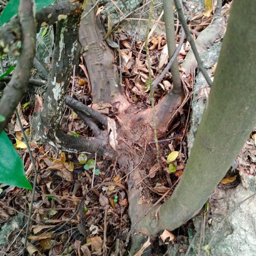 柳州雀梅盆栽 山货