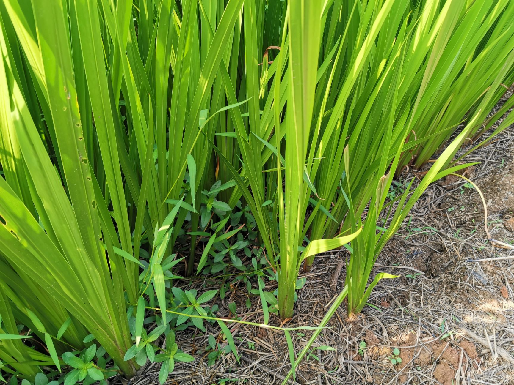  供给水菖蒲