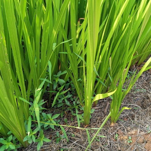 攸县 供给水菖蒲
