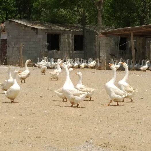 泌阳县 210天以上600只大白鹅均重8斤左右一次走完价格美丽