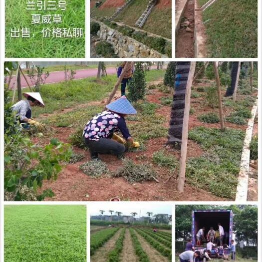惠州草花 出售各种绿化园林草皮