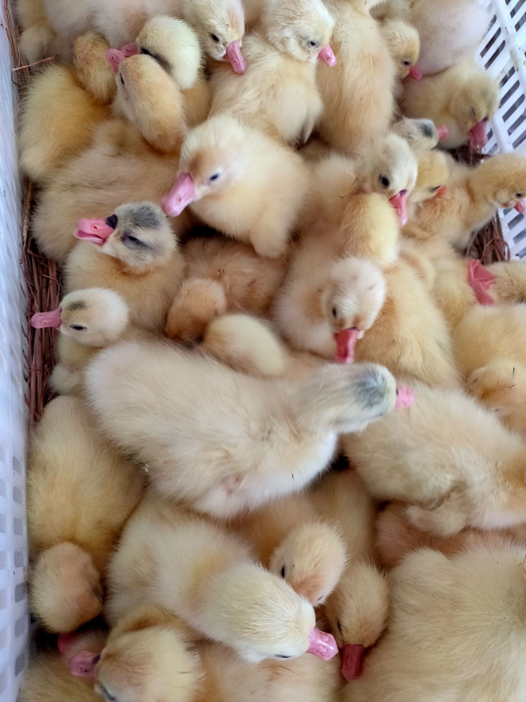 大三花鹅苗  品种纯正 规范防疫  送货上门 技术跟车