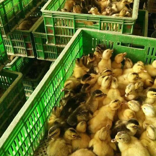 南宁大种杂交鸭苗 货真价实，质量保证。全国包邮。技术指导。假一赔十