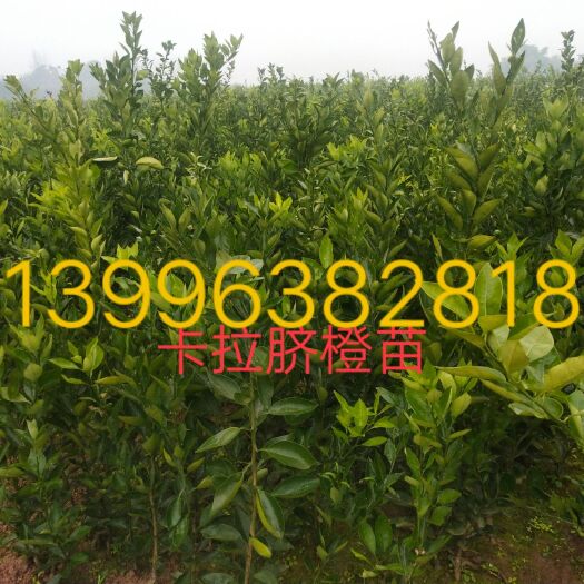 重庆市卡拉卡拉红肉脐橙苗  卡拉脐橙苗