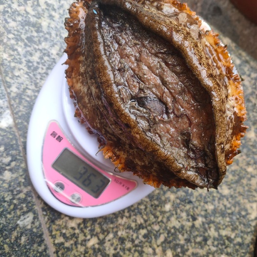 漳浦县 单个5两 绿鲍