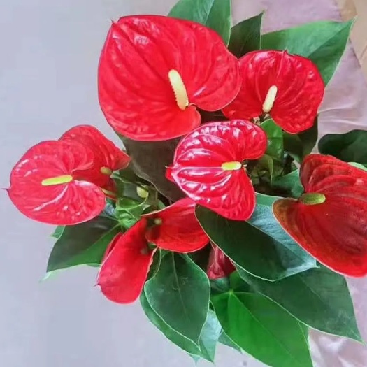 宿迁粉掌盆栽 红掌粉掌白掌盆栽花卉花室内水培花卉盆栽植物绿植