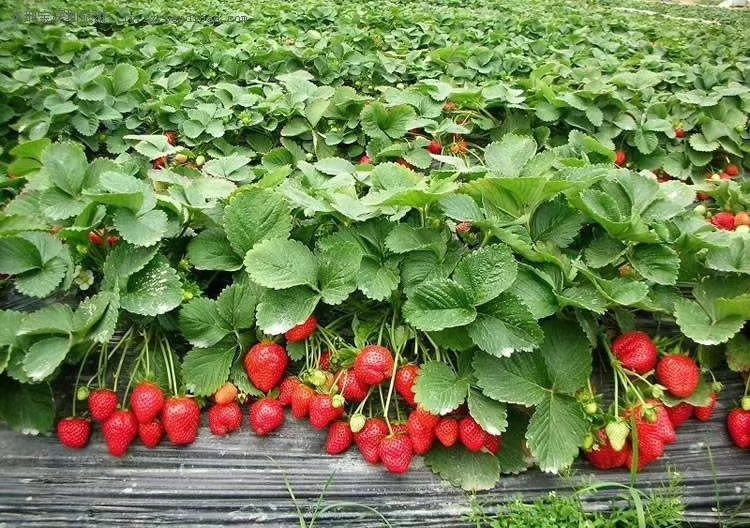 红颜草莓  甘肃省永靖县刘家峡高原（奶油草莓）精品大果