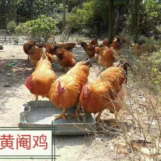 南宁 广西三黄鸡苗出售优良品种包邮包打疫苗