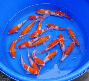 重庆市红白锦鲤 基地养殖价格优惠