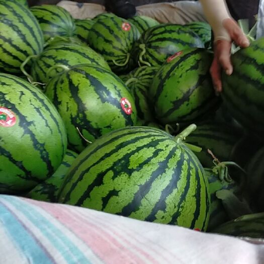 莘县宁夏西瓜 7斤打底 8成熟 1茬