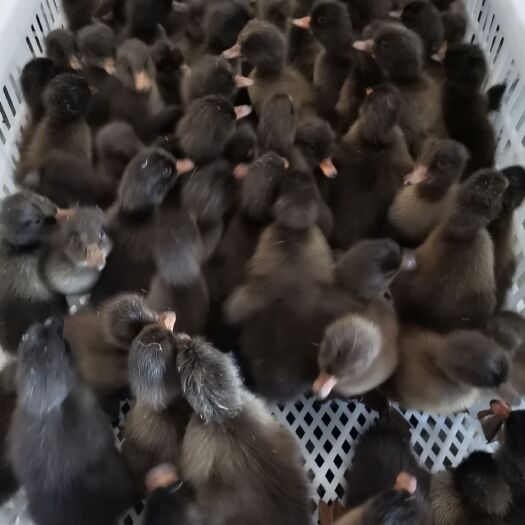 雄县 纯种白洋淀金定鸭苗