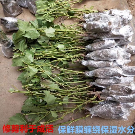 苍溪县巨峰葡萄苗
