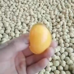 松花皮蛋  河南五香变蛋