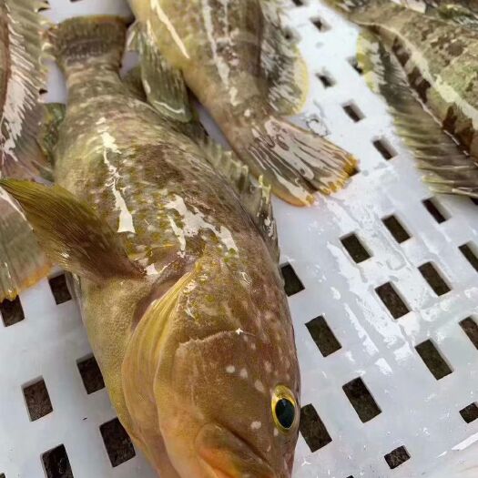 东山县六带石斑鱼 ，石斑鱼，活冻品质，半斤以上1条，5斤包邮