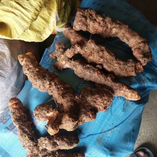 梧州白肉土茯苓  大量天然土伏伶出购