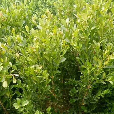 顺平县黄杨冬青 大量出售绿化树苗 可实地考察 有需要联系我