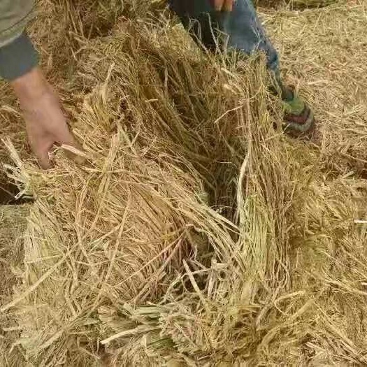 滦南县稻草 需要的老板联系我