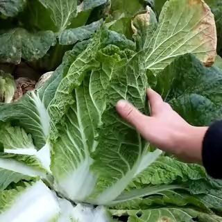 四川成矮颗黄心大白菜145 白菜4-8斤