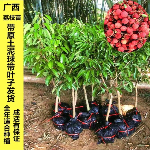 灵山县无核荔枝苗 嫁接苗 容器苗