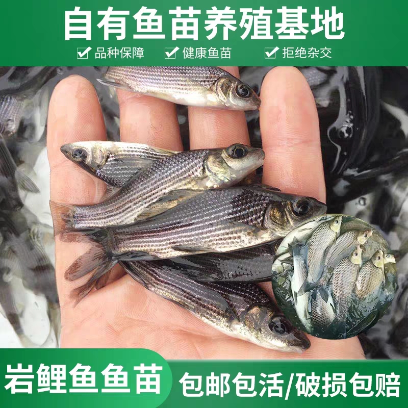 重庆岩鲤鱼苗，特种鱼苗，批发出售了，欢迎订购。