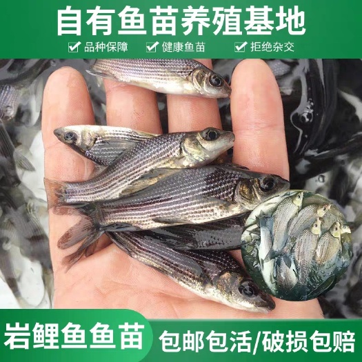 重庆市岩鲤鱼苗，特种鱼苗，批发出售了，欢迎订购。