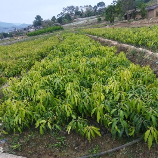 景东县景东晚熟芒果苗  晚熟芒果      好吃