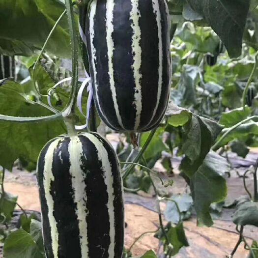 青县博洋9号甜瓜 1斤以上