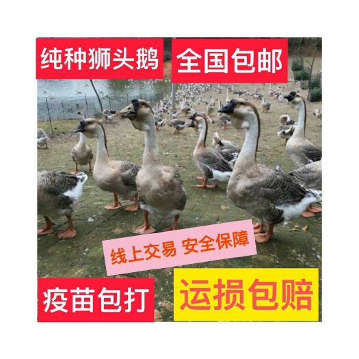 连云港 鹅苗狮头鹅幼苗白狮头零售批发