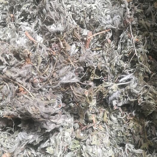 鲁山县茵陈（白蒿）现货供应