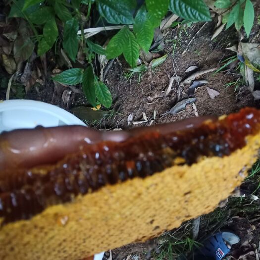 金平县黑蜂蜂蜜 非诚勿扰