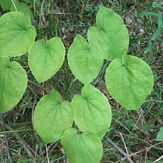 漳县小叶淫羊霍  淫羊藿批发甘肃小叶淫羊藿高含量大货批发