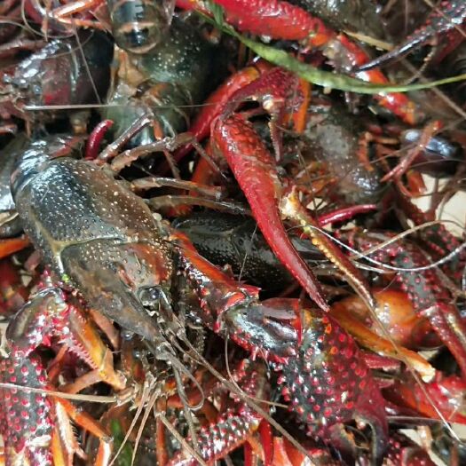 洪湖市洪湖小龙虾 洪湖农副产品
