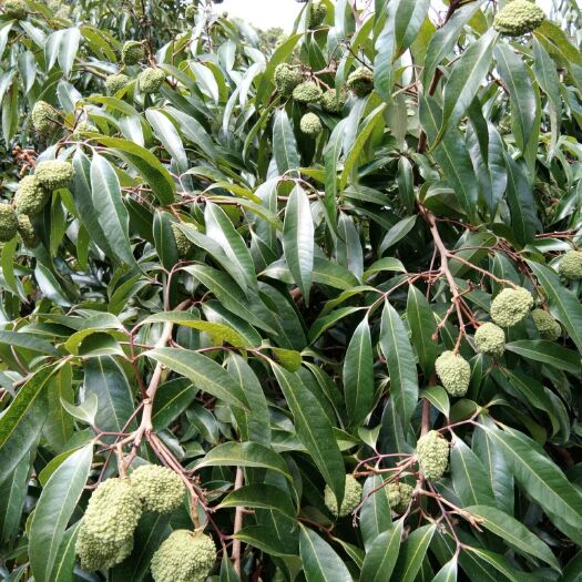 灵山县无核荔枝苗 无核荔枝树苗
