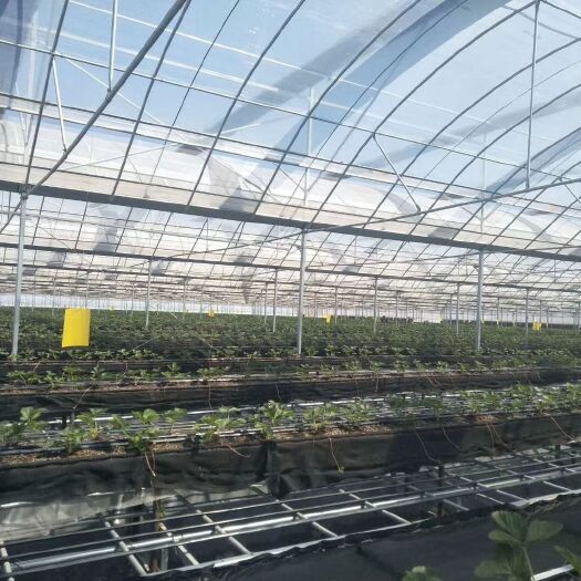 德州膜连栋大棚，设计安装