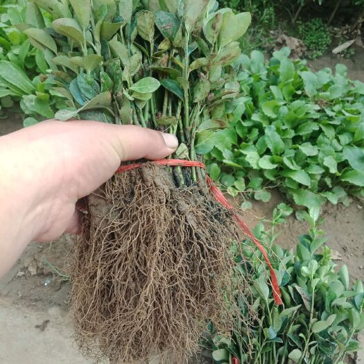 胶东卫矛  (床苗)，1-2年生地栽大苗批发有需要的联系