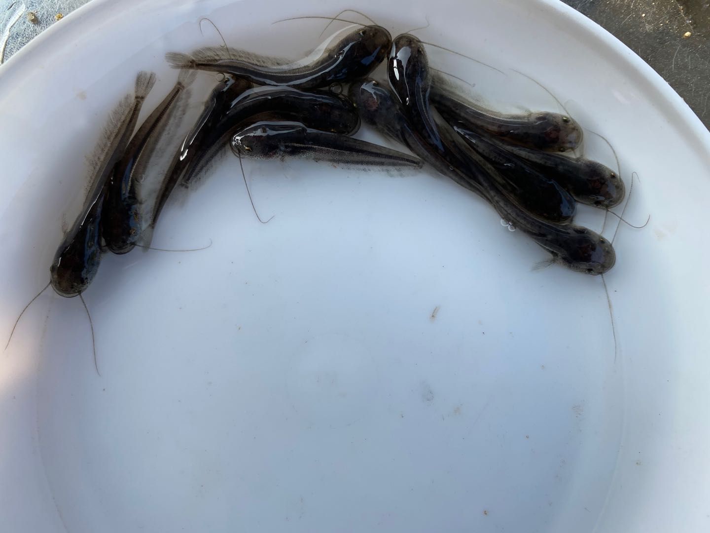  鱼场直销，很漂亮的大口鲢鱼苗，规格齐全，价格合理