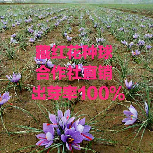亳州藏红花苗  藏红花种子种苗种球西红花番红花产地直销批发零售