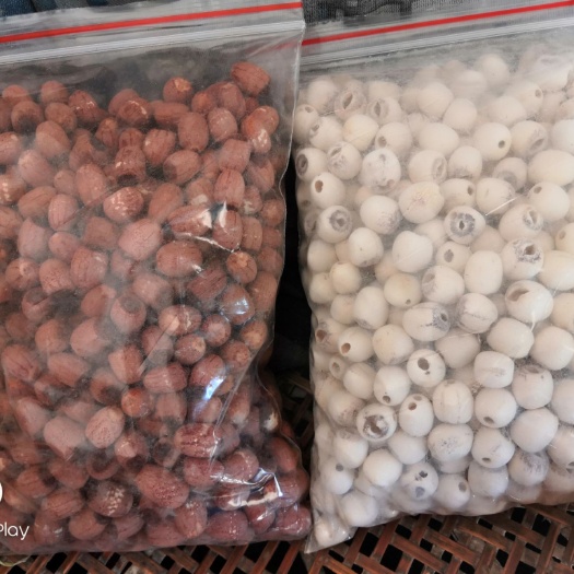 洪湖市 洪湖精品抽心莲子