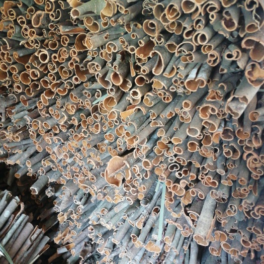 信宜市 桂皮
