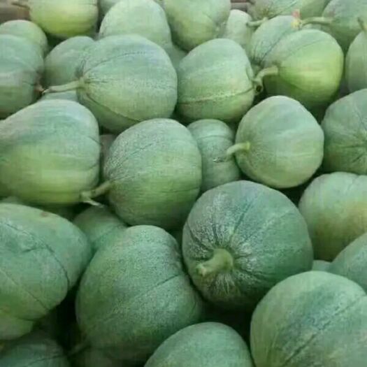 新乐市 新乐沙地甜瓜，物美价廉，预购从速！