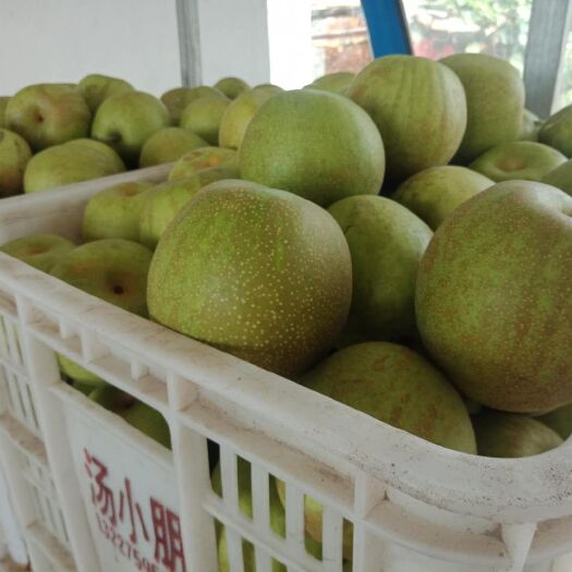 宜城市翠冠梨 翠冠