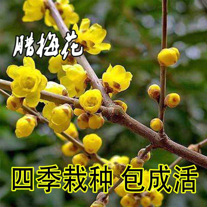 盖州市原生腊梅 庭院种植，现挖现发，保湿发货，产地直发，品种纯正，量大从优。