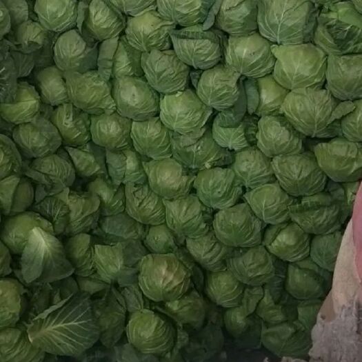 临洮县绿包菜  绿甘蓝2-3斤精品大量上市！