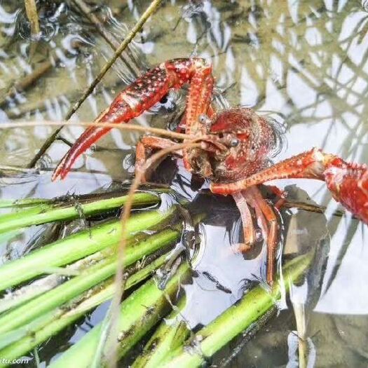 洪湖市 洪湖清水小龙虾，养殖基地直供鲜火活小龙虾