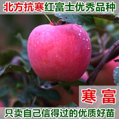 寒富苹果树苗 现挖现发，品种纯正，陆地，盆栽都可以。南北方都